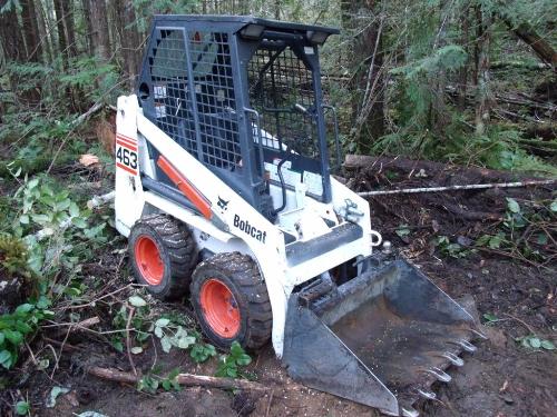 463 Bobcat Action! APDC0460 (Large).JPG