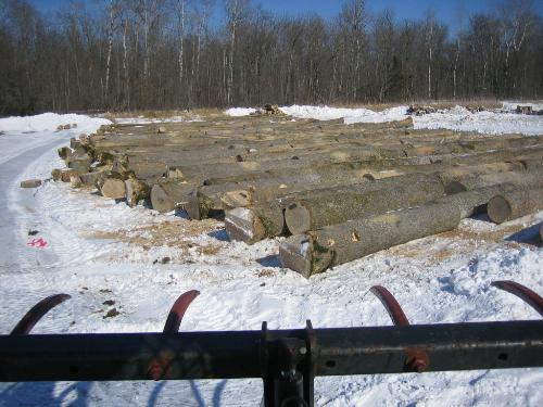 Ash veneer logging IMG_0673.JPG