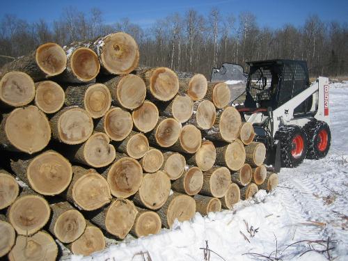 Ash veneer logging IMG_0677.JPG