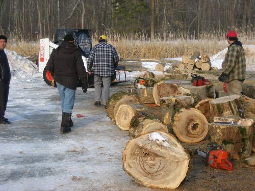 Ash veneer logging IMG_0684.JPG