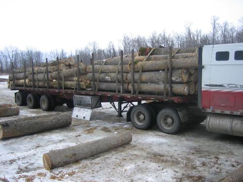 Ash veneer logging IMG_0694.JPG