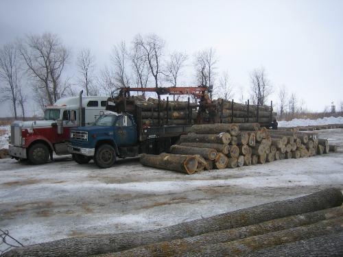 Ash veneer logging IMG_0695.JPG