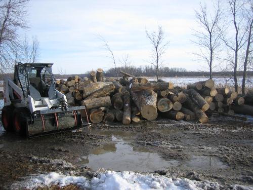 Ash veneer logging IMG_0713.JPG